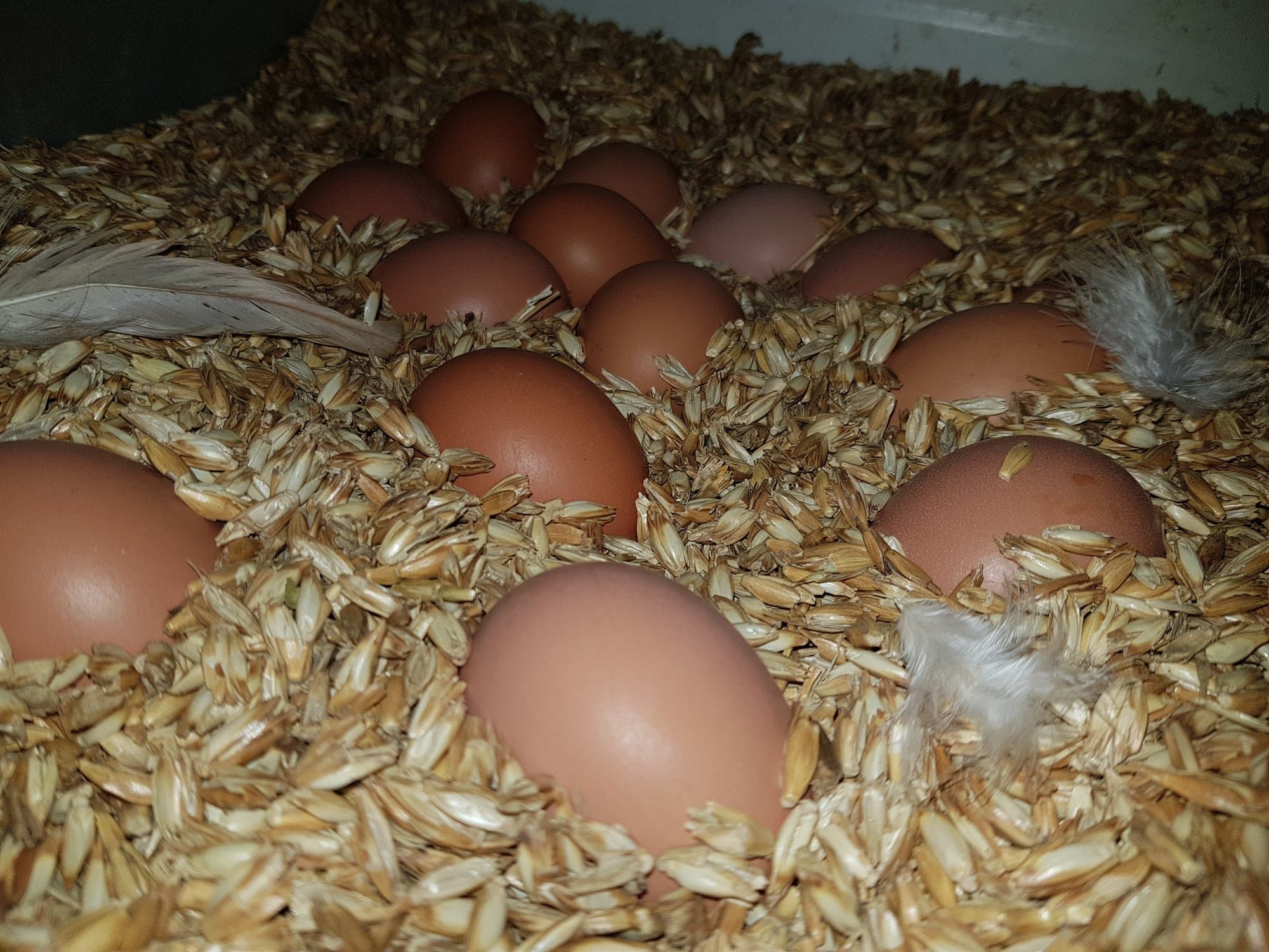 Frisch gelegte braune Eier in einem Nest aus Stroh