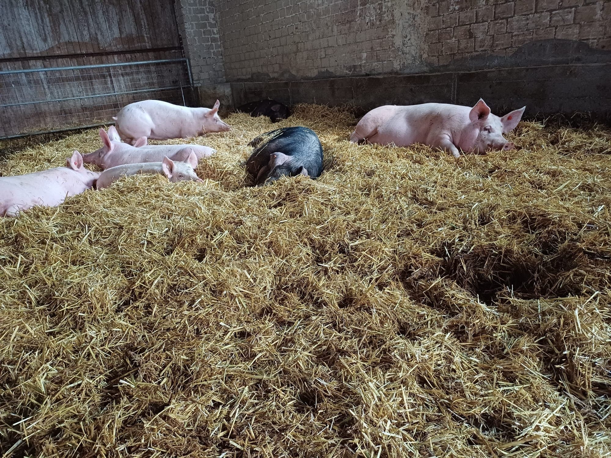Schweine liegen entspannt in einer dicken Strohschicht im Stall